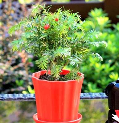 如何种植盆栽红豆杉，红豆杉盆栽图片原图
