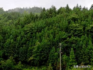 杉木种植技术的全过程，如何种植杉木才能快速生长