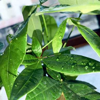 把瓜子皮埋在发财树下，发财树怎么养才茂盛？