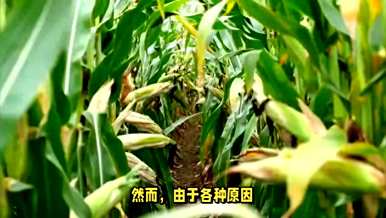 如何正确养殖玉米，玉米的养殖方法及注意事项