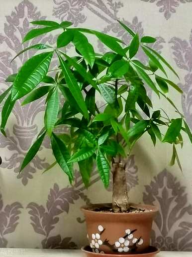 把瓜子皮埋在发财树下，发财树怎么养才茂盛？