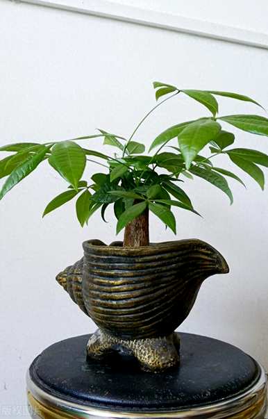 把瓜子皮埋在发财树下，发财树怎么养才茂盛？