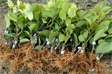 如何修剪油茶树才能高产，如何修剪油茶树才能高产