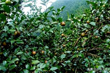 如何修剪油茶树才能高产，如何修剪油茶树才能高产