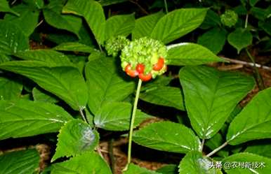 西洋参种植几年后才收获。如何在家里种植西洋参？