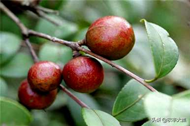如何修剪油茶树才能高产，如何修剪油茶树才能高产