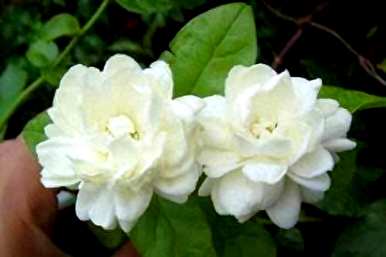 茉莉花是什么季节开的，茉莉花是什么季节生长的？
