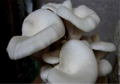 如何在家里种植凤尾菇，如何在家里种植凤尾菇