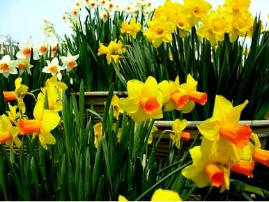 什么季节种水仙花好，什么季节开水仙花？