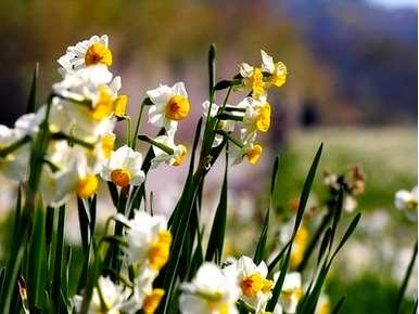 什么季节种水仙花好，什么季节开水仙花？
