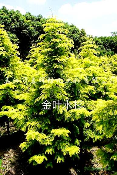 彩叶树有哪些品种，彩叶树的品种和图片？