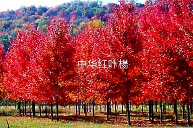 彩叶树有哪些品种，彩叶树的品种和图片？
