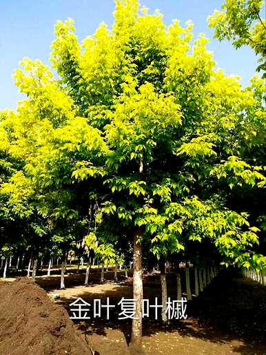 彩叶树有哪些品种，彩叶树的品种和图片？