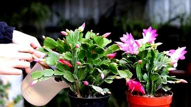 蟹爪兰怎么开花施什么肥？蟹爪兰怎么开花？