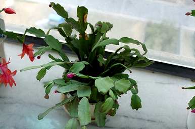蟹爪兰怎么开花施什么肥？蟹爪兰怎么开花？