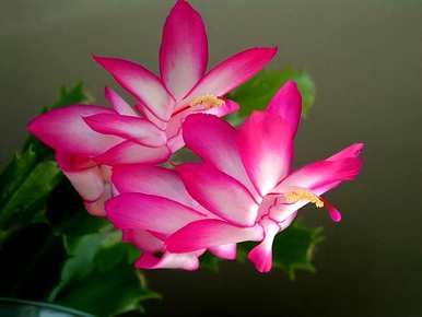 蟹爪兰怎么开花施什么肥？蟹爪兰怎么开花？