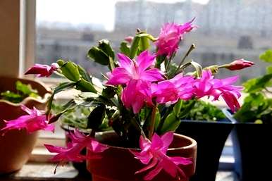 蟹爪兰怎么开花施什么肥？蟹爪兰怎么开花？