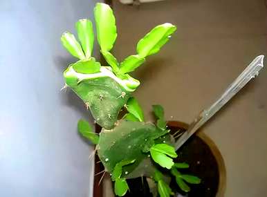 蟹爪兰怎么开花施什么肥？蟹爪兰怎么开花？