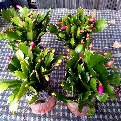 蟹爪兰怎么开花施什么肥？蟹爪兰怎么开花？