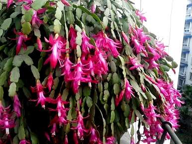 蟹爪兰怎么开花施什么肥？蟹爪兰怎么开花？