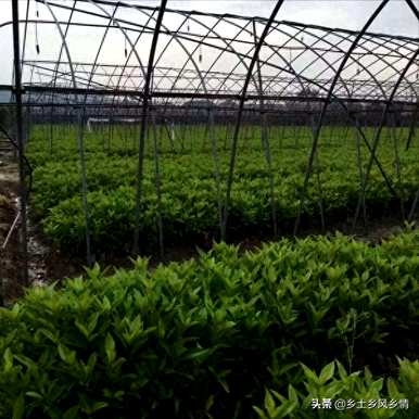 如何种植冬青树苗，冬青树苗的种植方法和技术