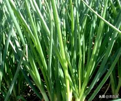 播种时间、播种方法和技术