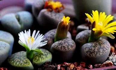 如何养护生石花开花，如何养护生石花开花图片