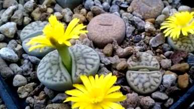 如何养护生石花开花，如何养护生石花开花图片