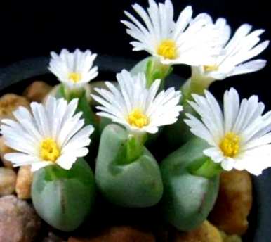 如何养护生石花开花，如何养护生石花开花图片