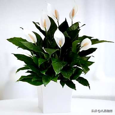 哪些品种适合室内花卉植物，哪些品种适合室内花卉植物？