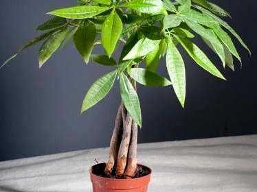 发财树怎么修剪枝叶好看，发财树怎么修剪枝叶茂盛