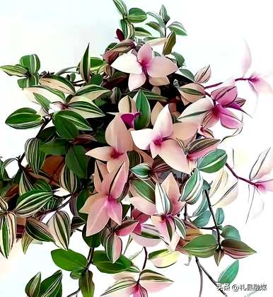 哪些品种适合室内花卉植物，哪些品种适合室内花卉植物？