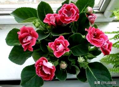 哪些品种适合室内花卉植物，哪些品种适合室内花卉植物？