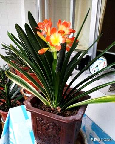哪些品种适合室内花卉植物，哪些品种适合室内花卉植物？