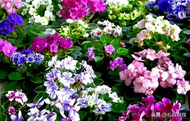 哪些品种适合室内花卉植物，哪些品种适合室内花卉植物？