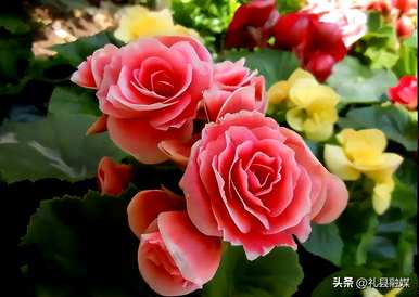 哪些品种适合室内花卉植物，哪些品种适合室内花卉植物？