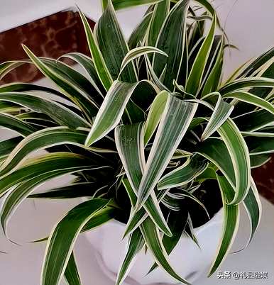 哪些品种适合室内花卉植物，哪些品种适合室内花卉植物？