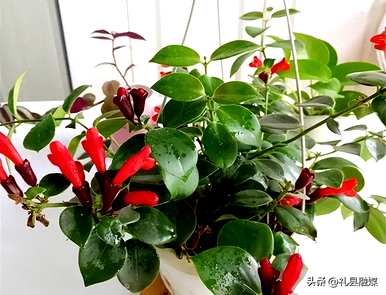 哪些品种适合室内花卉植物，哪些品种适合室内花卉植物？