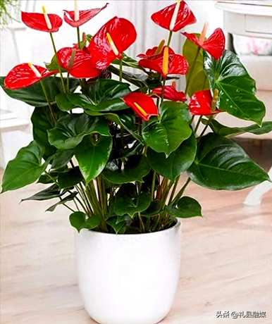 哪些品种适合室内花卉植物，哪些品种适合室内花卉植物？