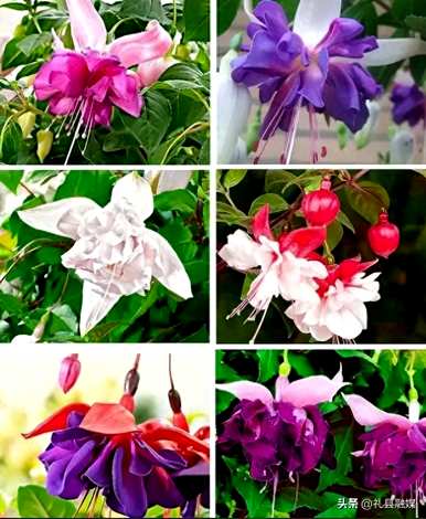 哪些品种适合室内花卉植物，哪些品种适合室内花卉植物？