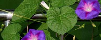 牵牛花什么时候开始爬，牵牛花什么时候开？