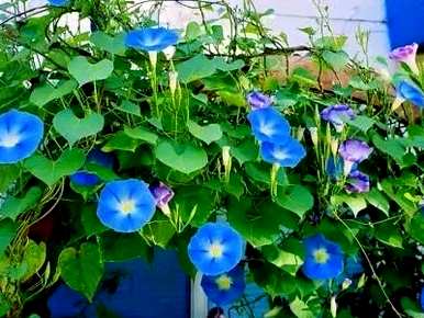 牵牛花什么时候开始爬，牵牛花什么时候开？