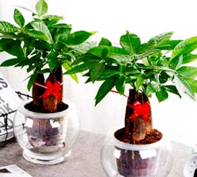 如何养好水生植物，能养小鱼的水生植物？