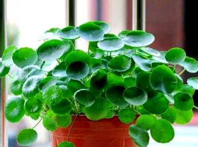如何养好水生植物，能养小鱼的水生植物？