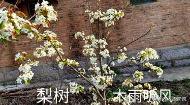 梨树怎么长得旺，梨树怎么养才旺？