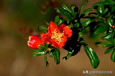 石榴花什么时候开？石榴花在新枝还是老枝上开？