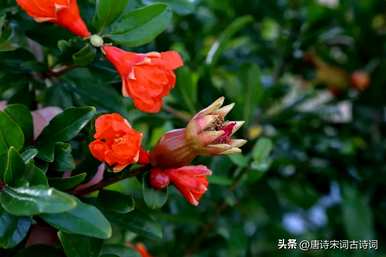 石榴花什么时候开？石榴花在新枝还是老枝上开？