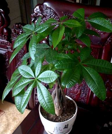 如何养万重山才能更旺盛，如何养发财树才能更旺盛