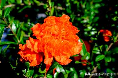 石榴花什么时候开？石榴花在新枝还是老枝上开？