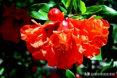 石榴花什么时候开？石榴花在新枝还是老枝上开？
